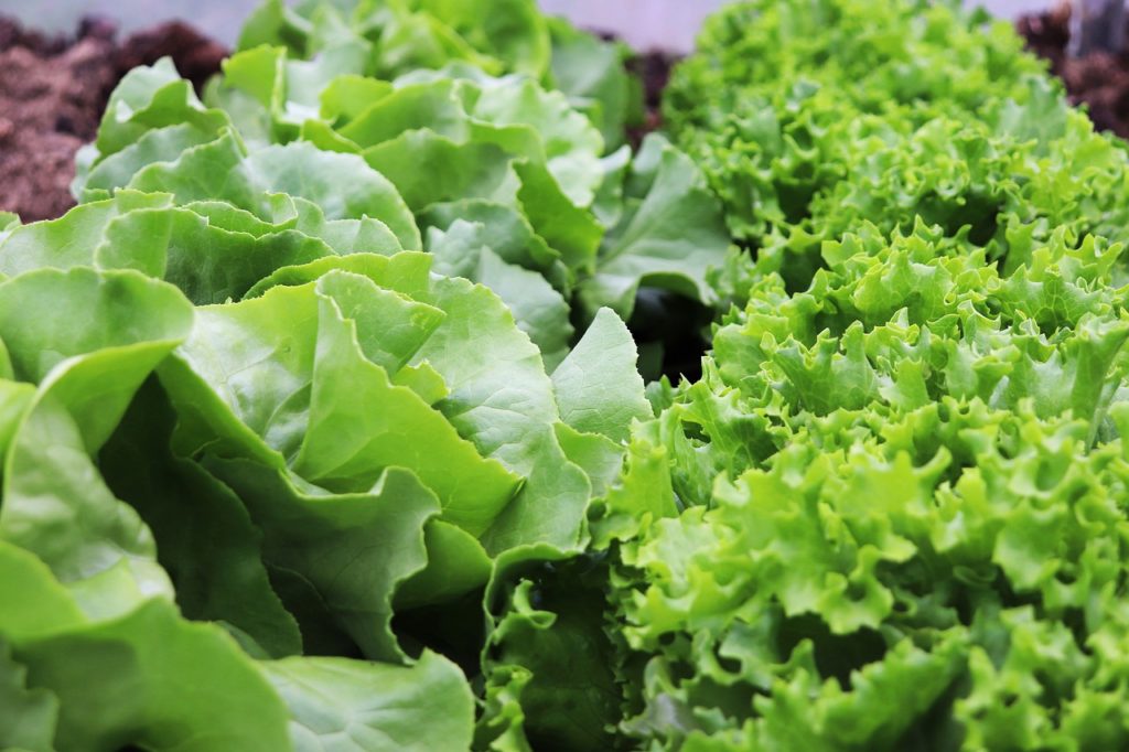lettuce, salad, garden-5178889.jpg